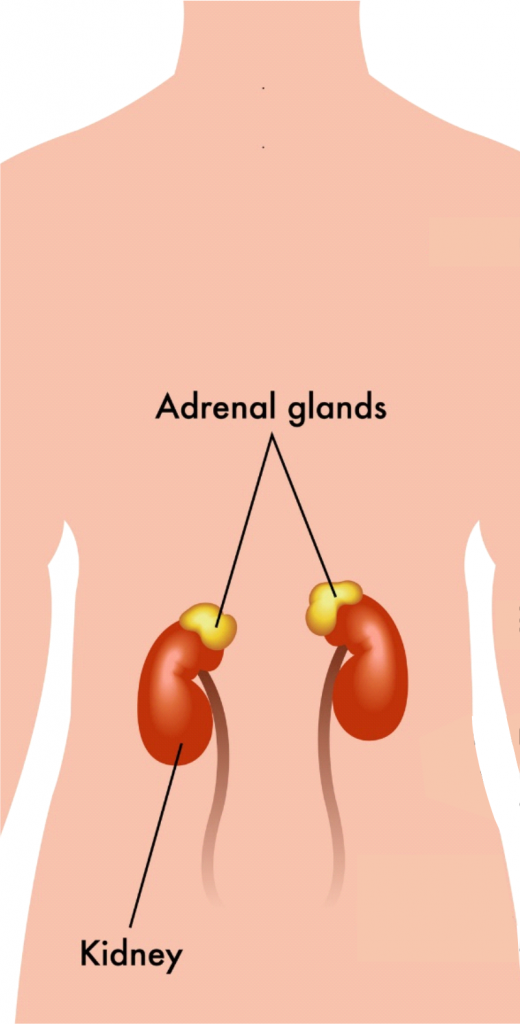 adrenal gland pain location